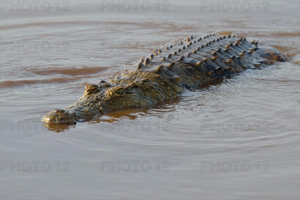 Nile crocodile