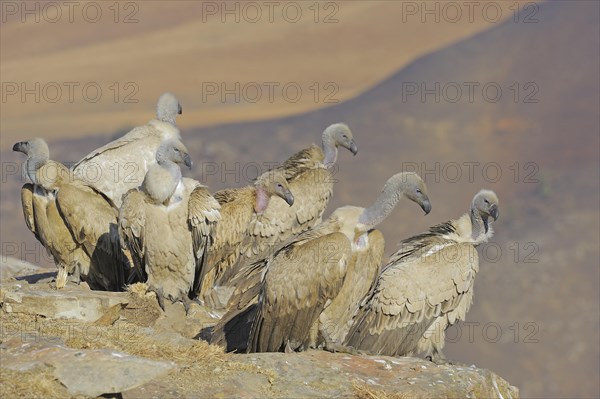 Cape vultures