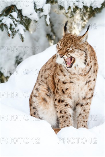 Eurasian lynx