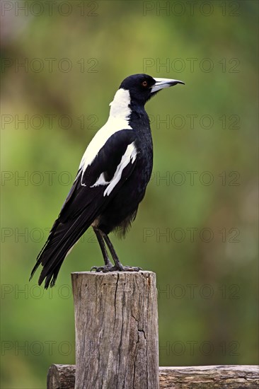 Australian magpie