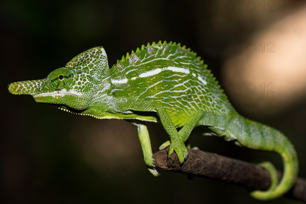 Labord's chameleon