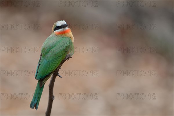 White-fronted bee-eater