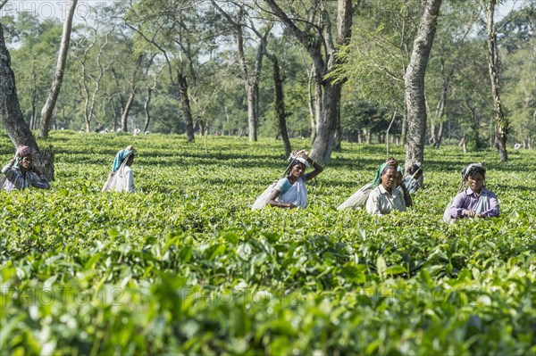 Indian women picking tea leaves