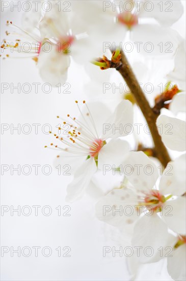 Blooming Blackthorn