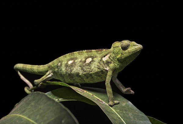 Malagasy giant chameleon