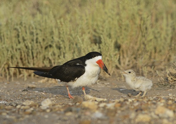 Black skimmer