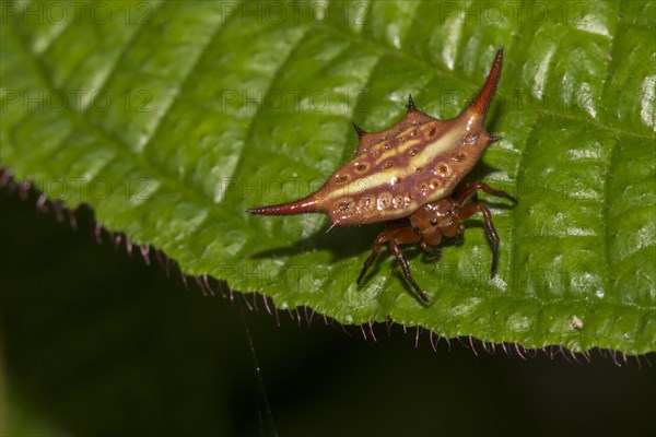 Female stirrup shell