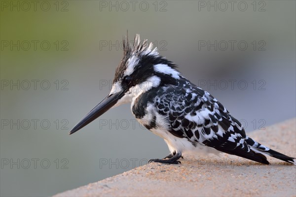 Pied Kingfisher