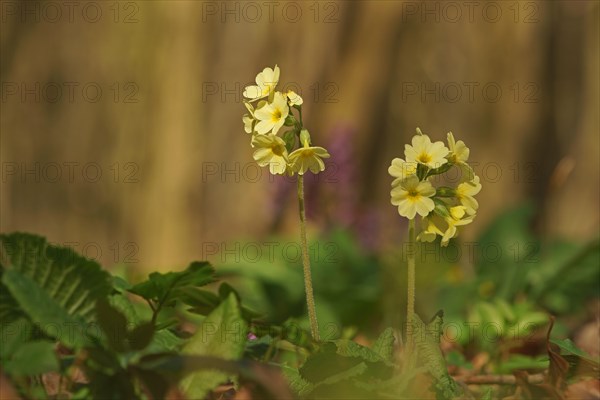 Oxlip or true oxlip