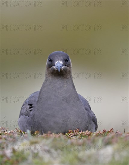 Long-tailed skua or long-tailed jaeger