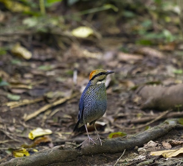 Blue pitta