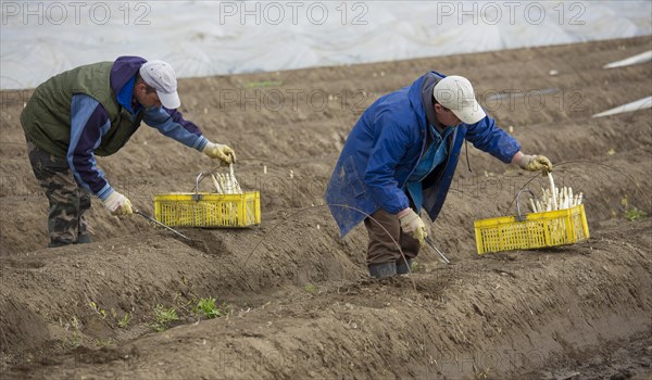 Asparagus harvest