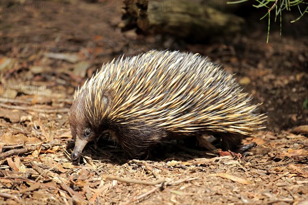 Short-beaked echidna