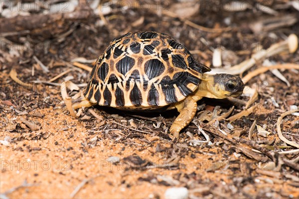 Madagascar Radiated tortoise