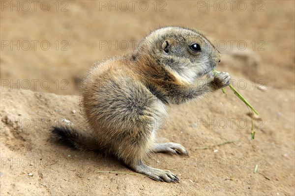 Black-tailed prairie dog