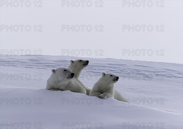 Polar bears