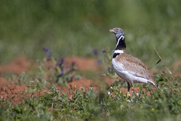 Male little bustard