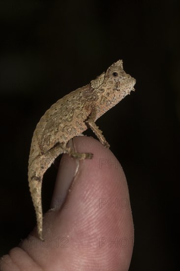 Brown leaf chameleon