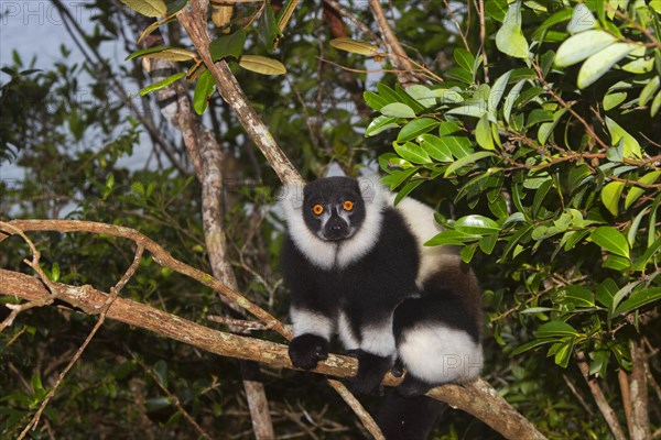 Black-and-white ruffed lemur