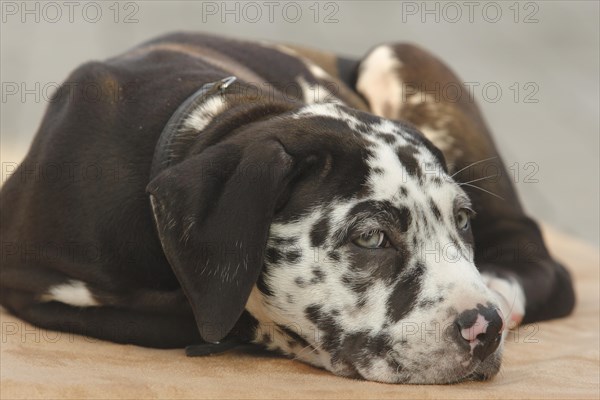 Mastiff laying on the floor