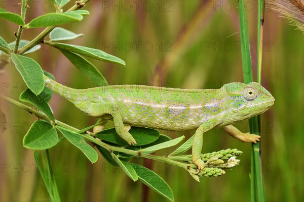 Carpet chameleon