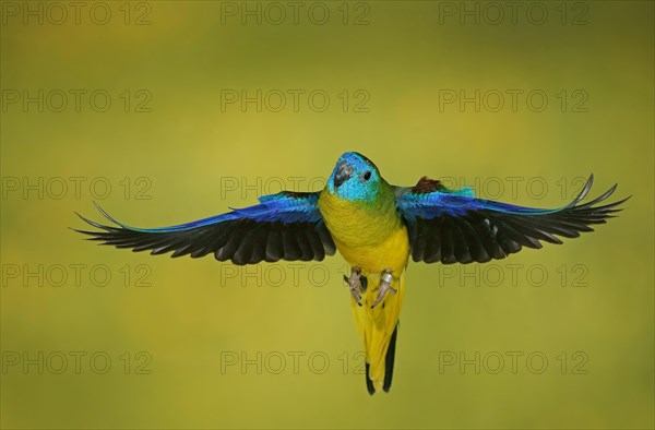 Turquoise parrot