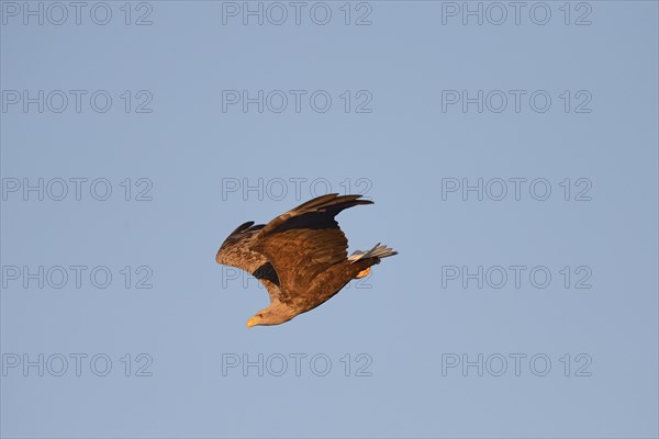 White-tailed eagle