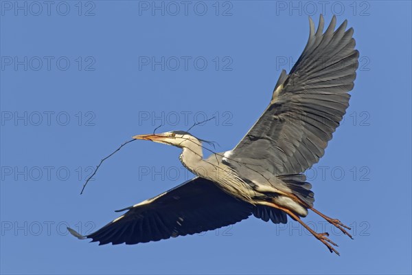 Grey Heron