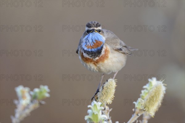 Red-spotted bluethroat