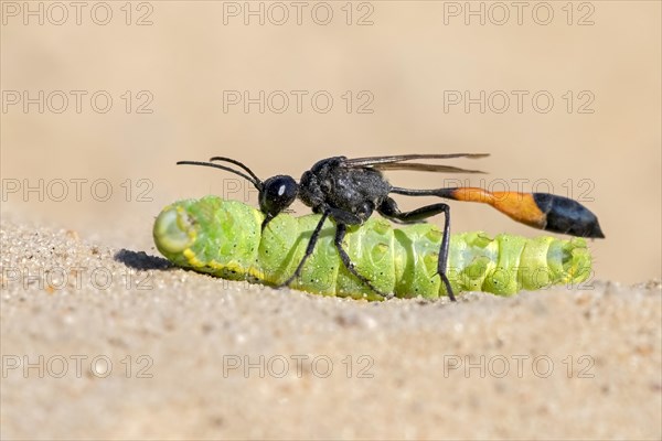 Common Sand Wasp