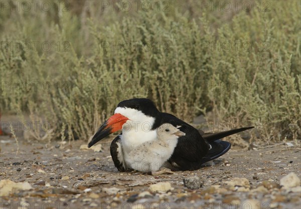 Black skimmer