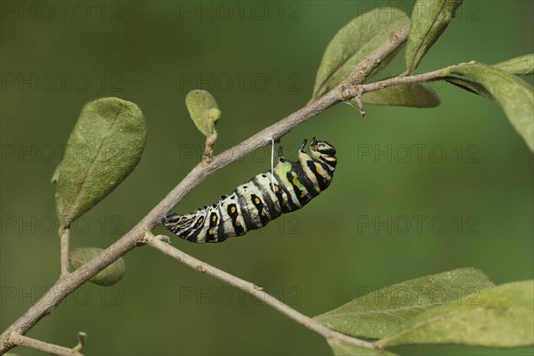 Black Swallowtail