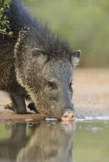 Collared Peccary