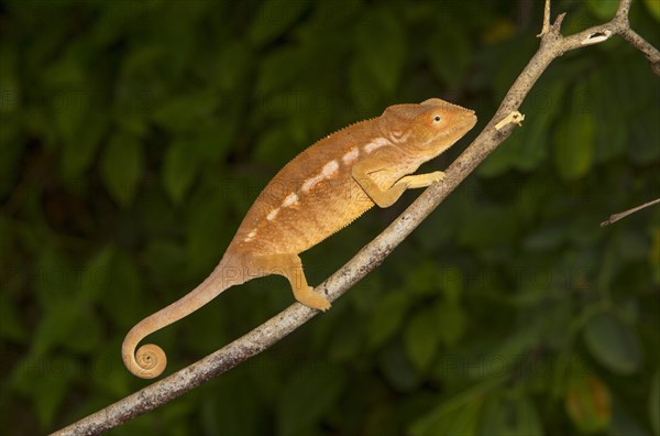 Panther chameleon