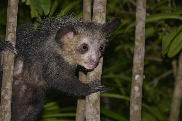 Aye-Aye