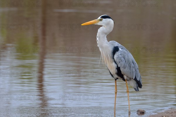 Grey heron