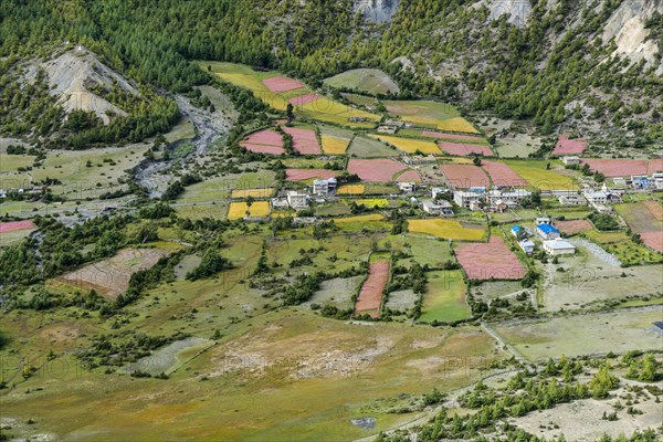 Agricultural landscape with blossoming pink buckwheat fields with Humde village