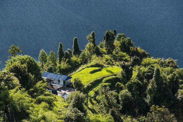 View on landscape with green rice fields and farmer house