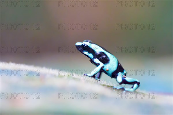 Green and black poison dart frog
