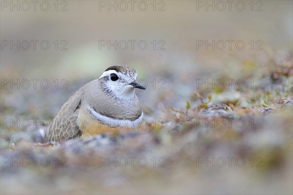 Eurasian dotterel