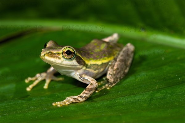 Frog