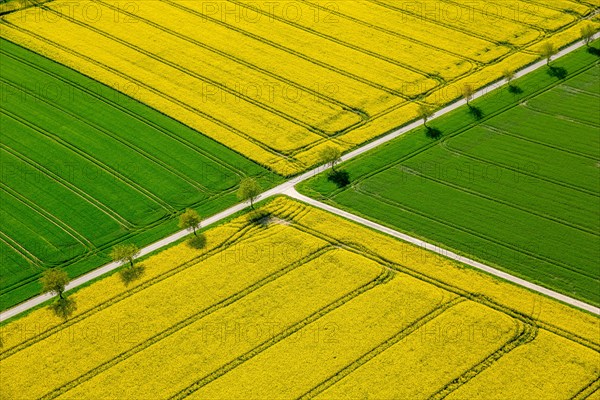 Rape fields on the city boundary between Warstein-Belecke and Anrochte-Erwitte