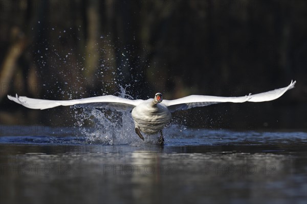 Mute swan