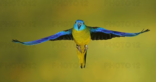 Turquoise parrot