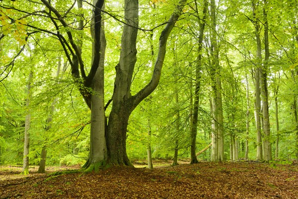 Untouched beech forest