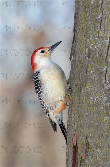 Red-bellied woodpecker