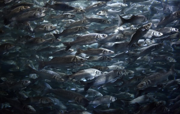 Swarm of European sea bass or sea dace