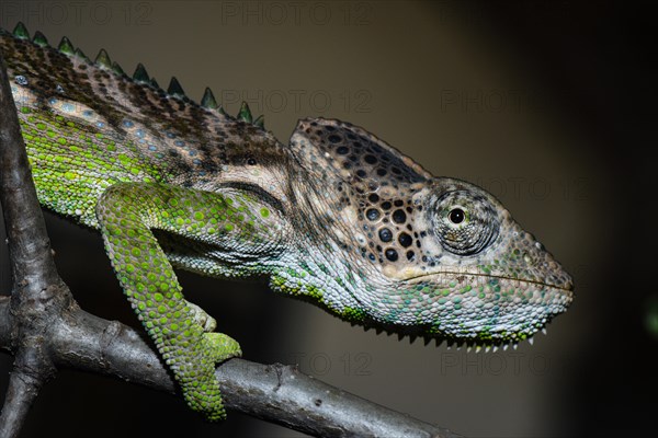 Warty chameleon