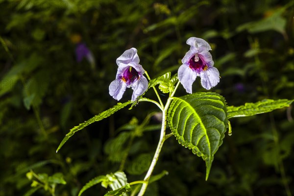 Blooming blossom of Policeman's helmet