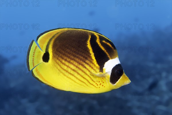 Raccoon butterflyfish